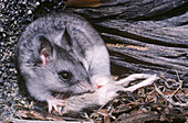 Grasshopper Mouse eating a Pocket Mouse