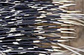 North African Crested Porcupine Quills