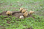Blacktail Prairie Dog adult with young