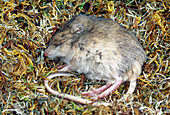 Great Basin Pocket Mouse