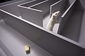 Rat in Maze