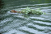 Beaver Swimming with Branches