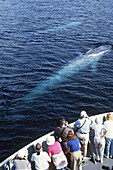 Whale Watchers and Blue Whales