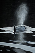 Killer Whale (Orcinus orcas) blowing