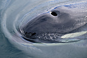 Blowhole of a Killer Whale (Orcinus orcas)