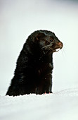 View of an American mink,Mustela vison,in snow