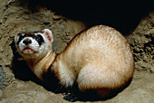 Black-footed ferret (Mustela nigripes) in den