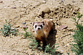 Black-footed ferret