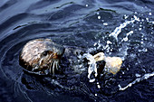 Sea Otter Opening Clam
