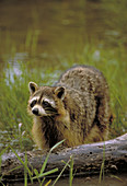 Racoon hunting for food along a stream
