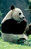 Giant panda (Ailuropoda melanoleuca) eating