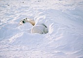 Polar bears (Ursus maritimus) resting in snow