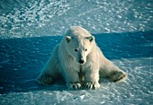 Polar bear (Ursus maritimus) cub resting on ice