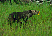 Young grizzly bear (Ursus arctos) sniffing flower