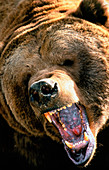 Grizzly bear (Ursus arctos horribilis) bellowing
