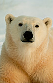 Head of a polar bear (Ursus maritimus)