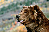 Brown bear