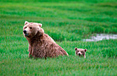 Brown bear mother and cub