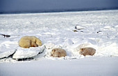 Polar Bear and Cubs Sleeping on Ice