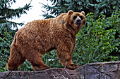 Kodiak Bear (Ursus arctos middendorffi)
