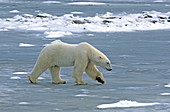 Polar Bear crossing ice