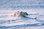 Polar Bear chasing Arctic Fox