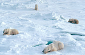 Group of lounging Polar Bears