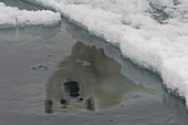 Reflection of a Polar Bear