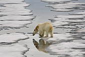 Polar Bear Walking on Ice