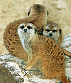 Meerkats