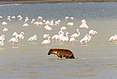 Spotted Hyena and flamingos