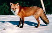 View of a red fox,Vulpes vulpes,in snow