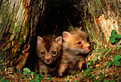 Red fox puppies (Vulpes vulpes) in their den
