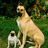 Large and small dogs