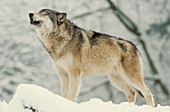 Gray wolf howling