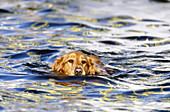 Golden Retriever Swimming