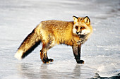 Red fox on ice