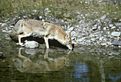 Coyote at water