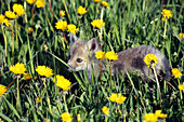 Red Fox pup in dandelions