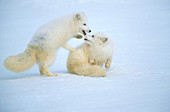 Arctic Foxes playing (Alopex lagopus)