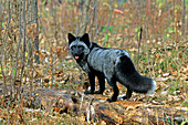 Silver-phase Red Fox