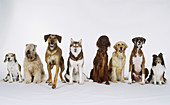 Eight dogs sitting in a row