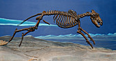 Preserved dire wolf skeleton