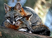 Grey Foxes
