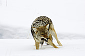 Coyote With Prey