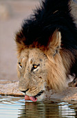 Male lion (Panthera leo) drinking