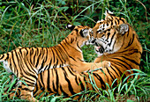 Bengal tiger (Panthera tigris) with her cub