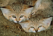 Sand cats