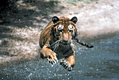 Tiger leaping
