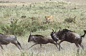 Lion stalking wildebeest